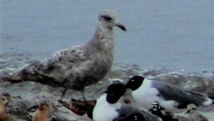 Herring Gull - ML520468351