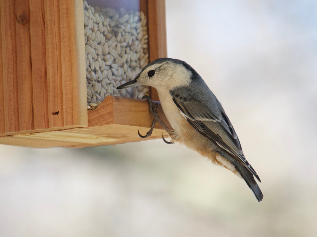 White-breasted Nuthatch - ML520470701