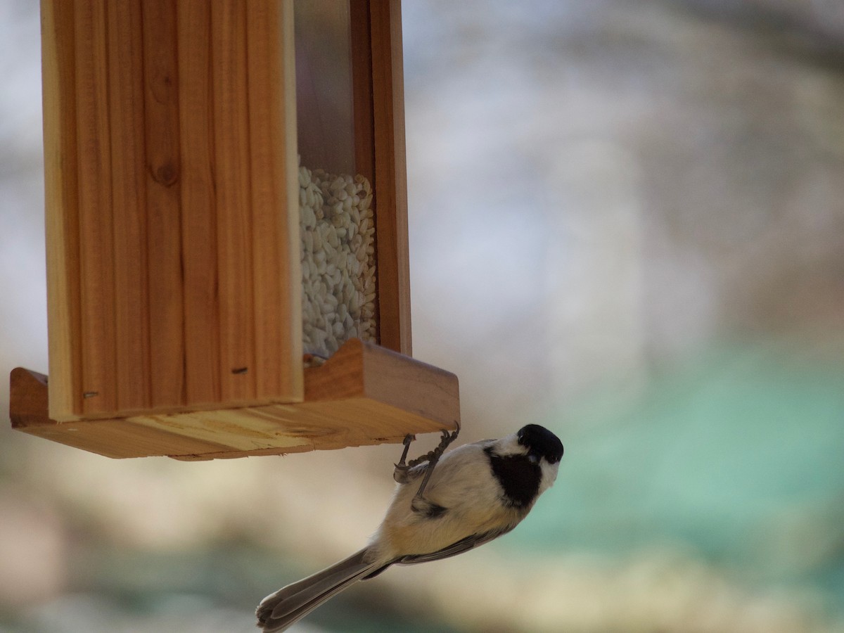 Black-capped Chickadee - ML520470741