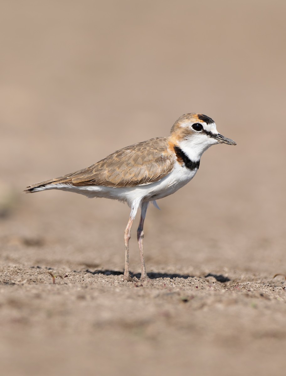 Collared Plover - Pablo Martinez Morales