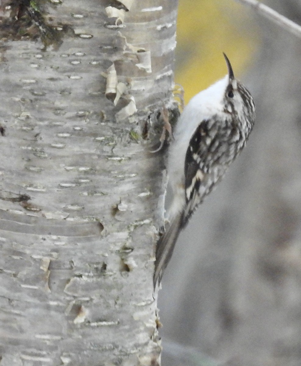 Brown Creeper - ML520470851