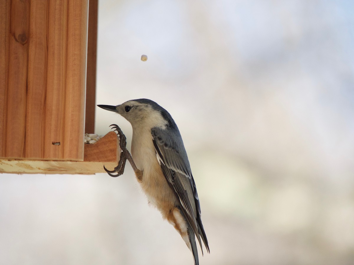 White-breasted Nuthatch - ML520471051