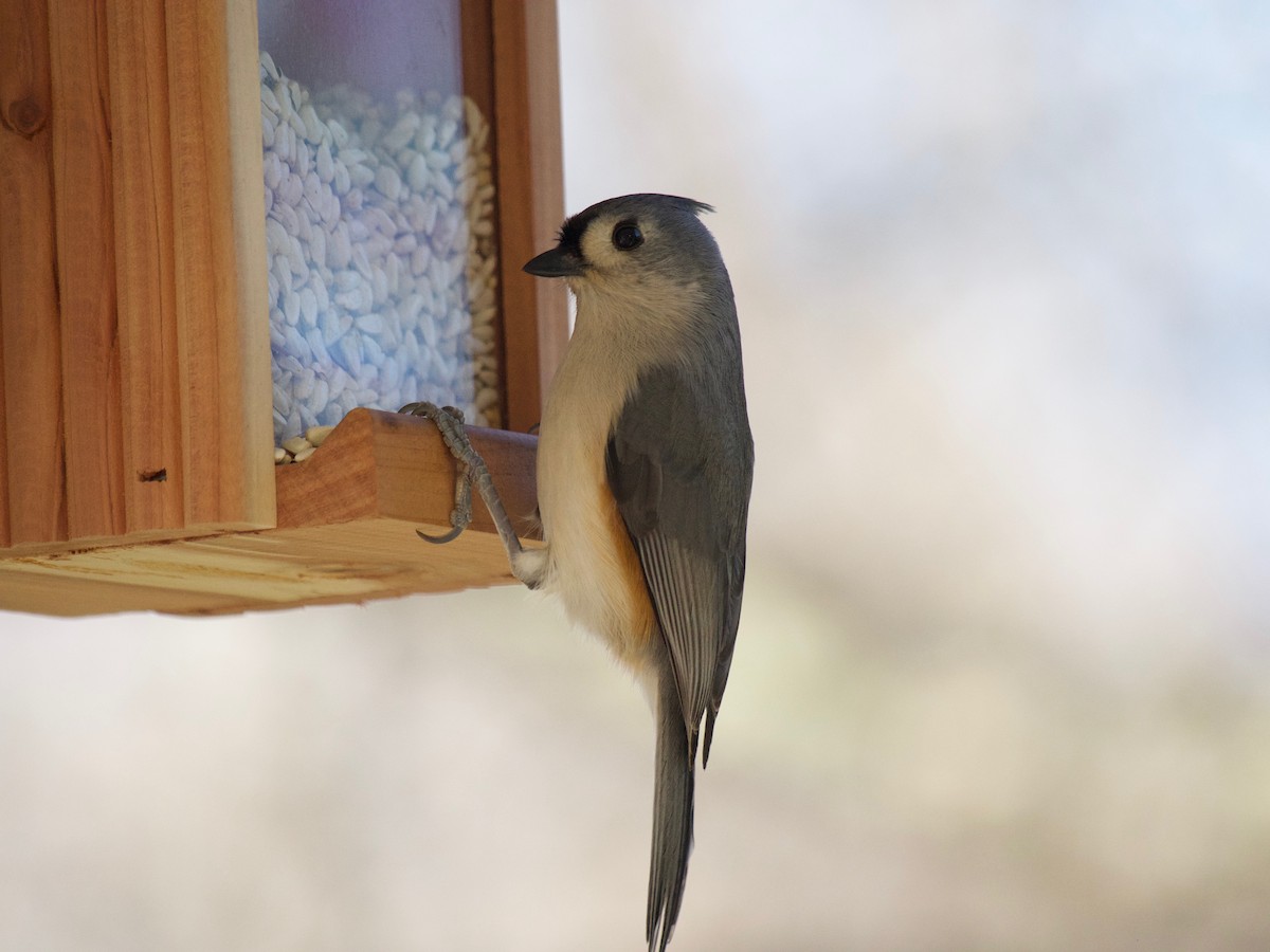 Tufted Titmouse - ML520471381