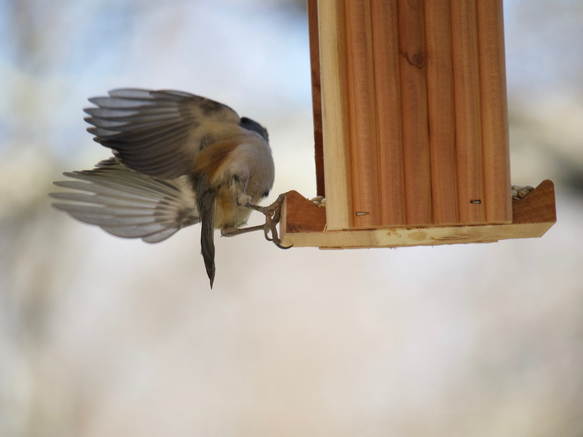 Tufted Titmouse - ML520471391