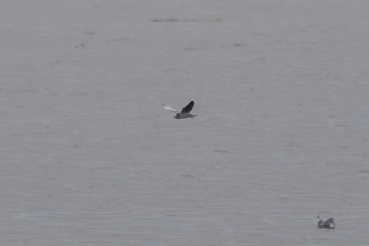 Little Gull - ML520471721