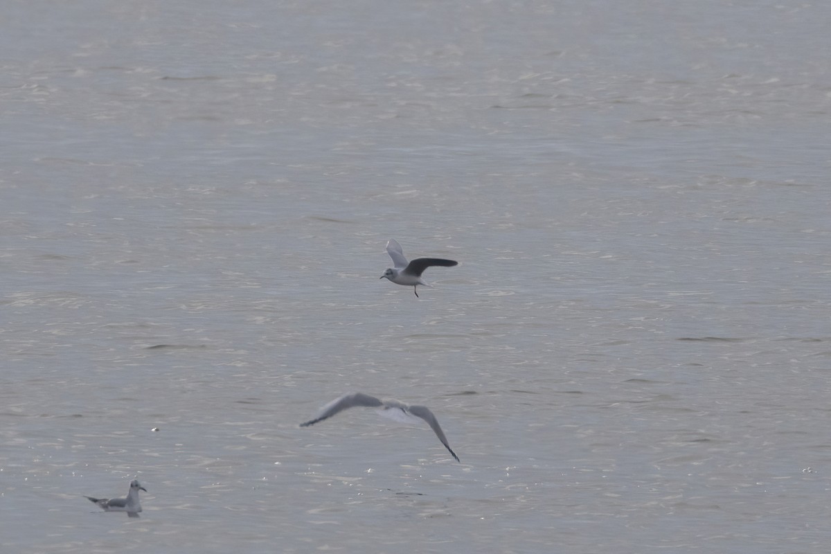 Little Gull - ML520471771