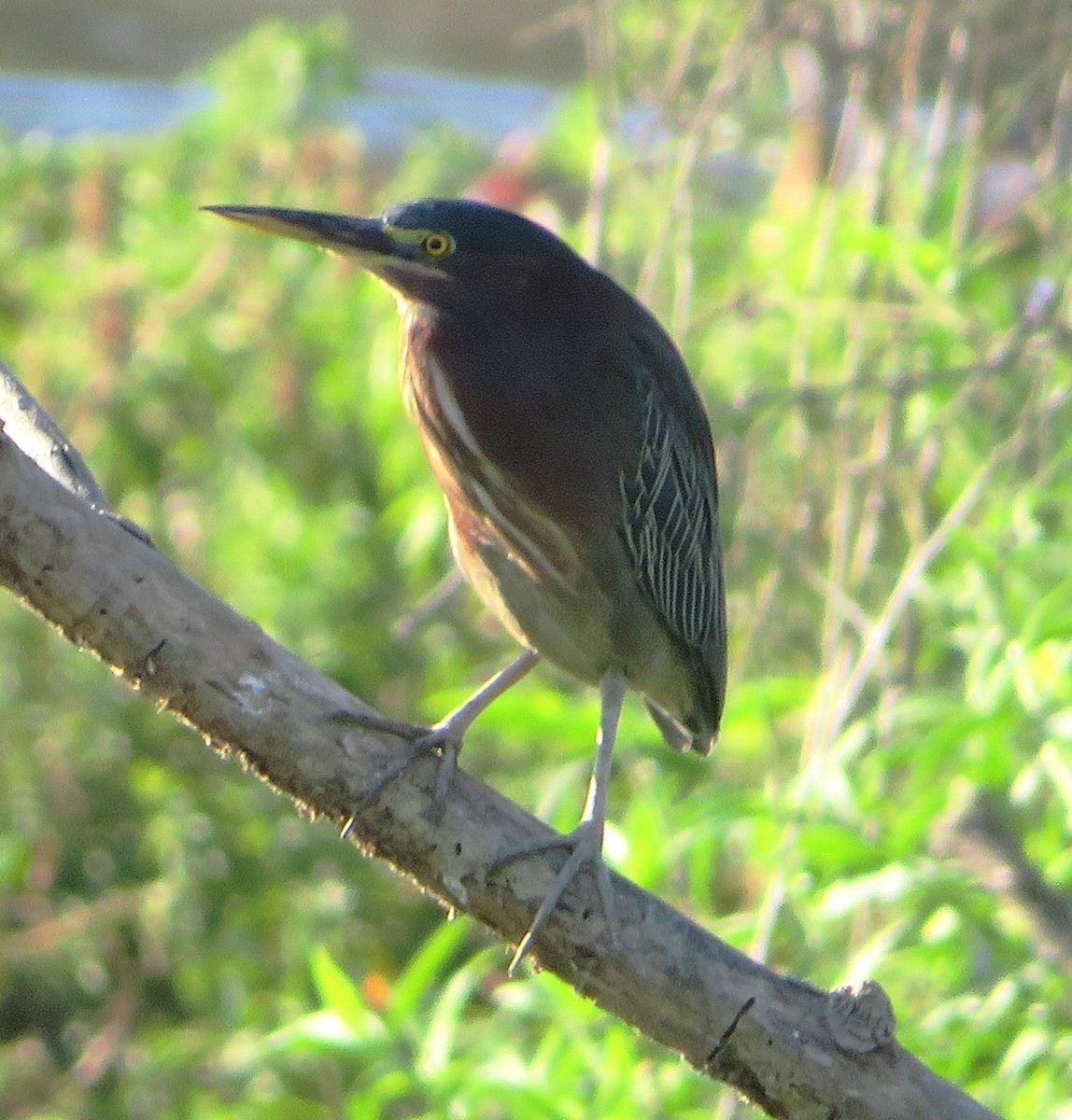 Green Heron - ML520475101