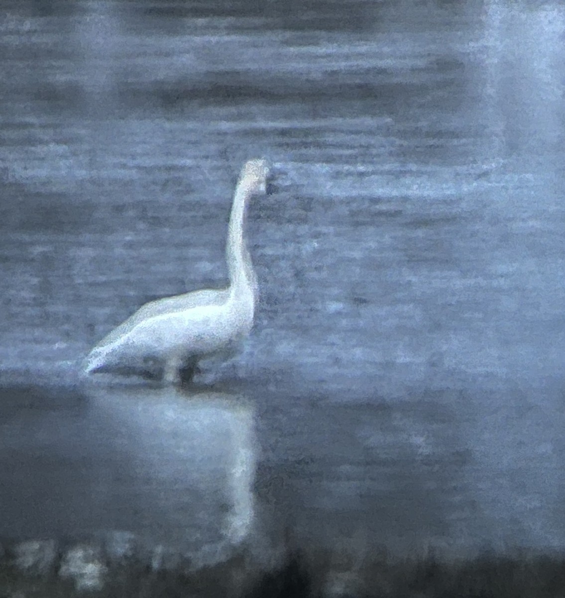 Tundra Swan (Whistling) - ML520475551