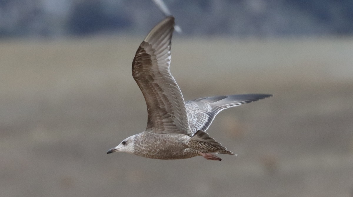 Gaviota Argéntea - ML520478091