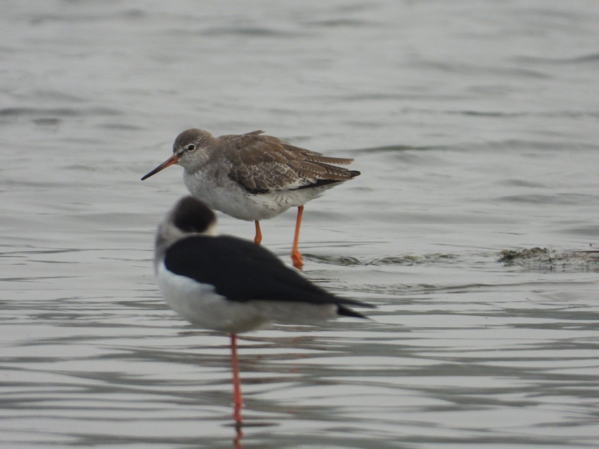 Common Redshank - ML520479081