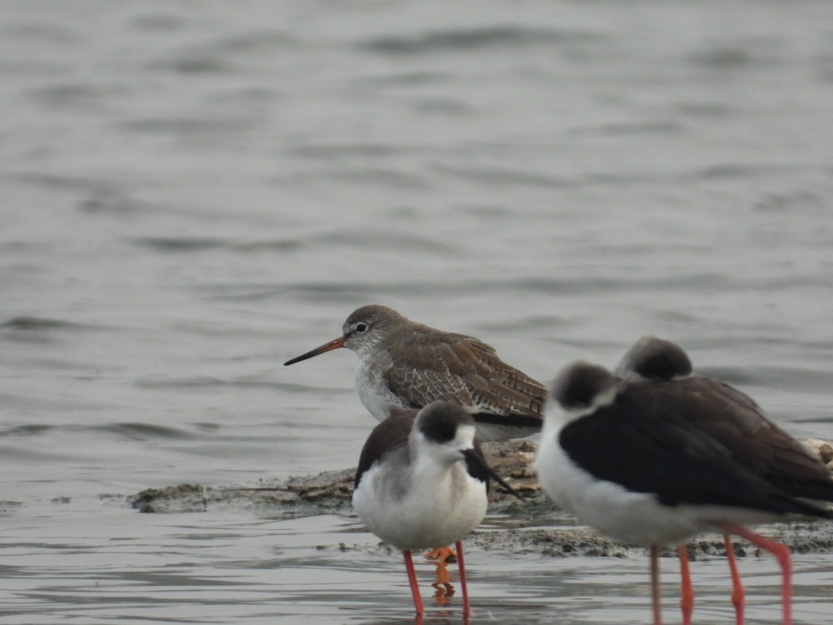 Common Redshank - ML520479091