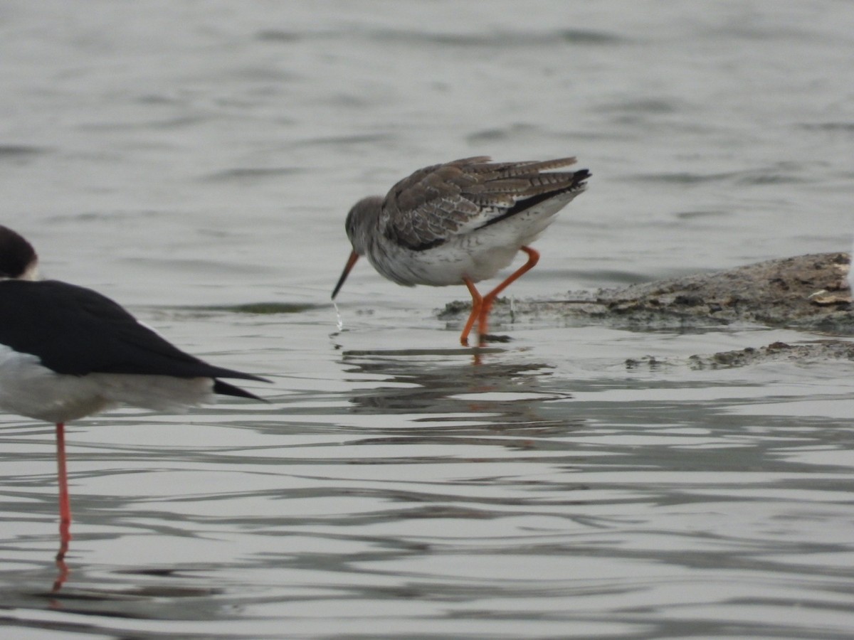 Common Redshank - ML520479101