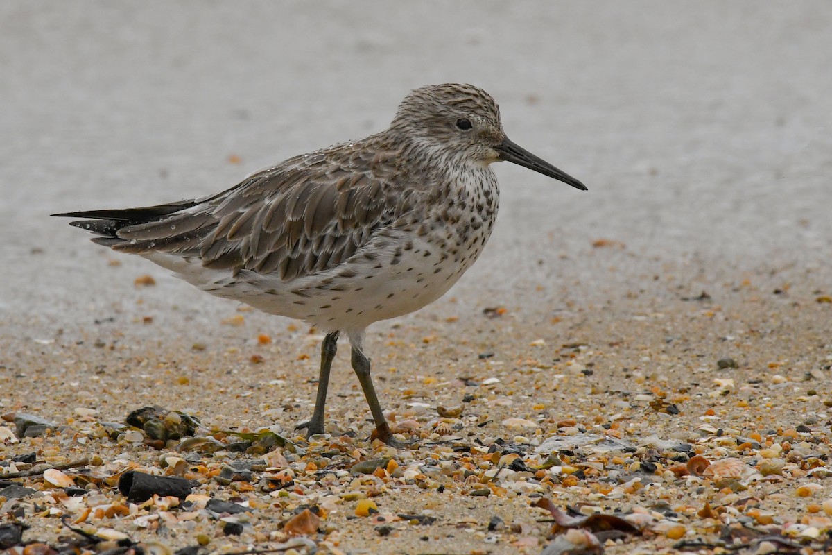 Great Knot - ML52047971