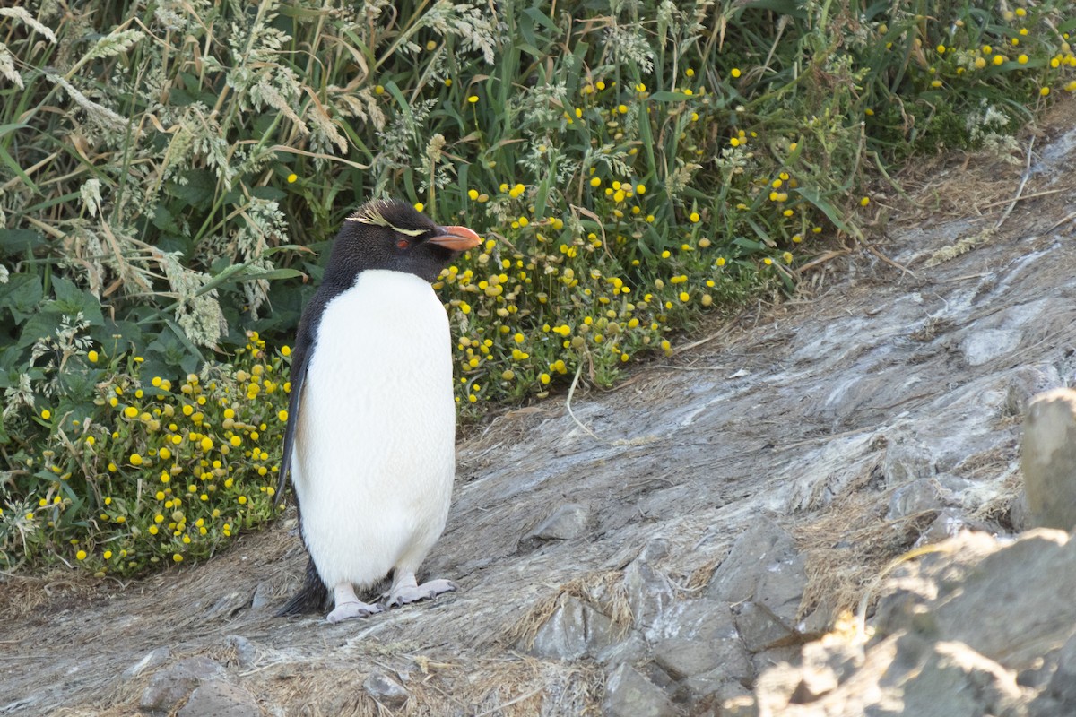 Southern Rockhopper Penguin - ML520480211