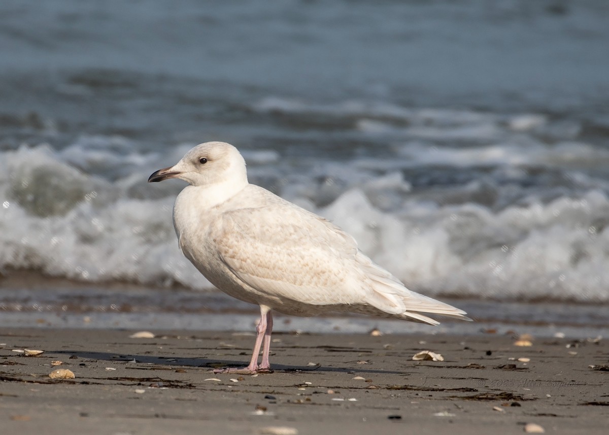 Iceland Gull - ML520481131