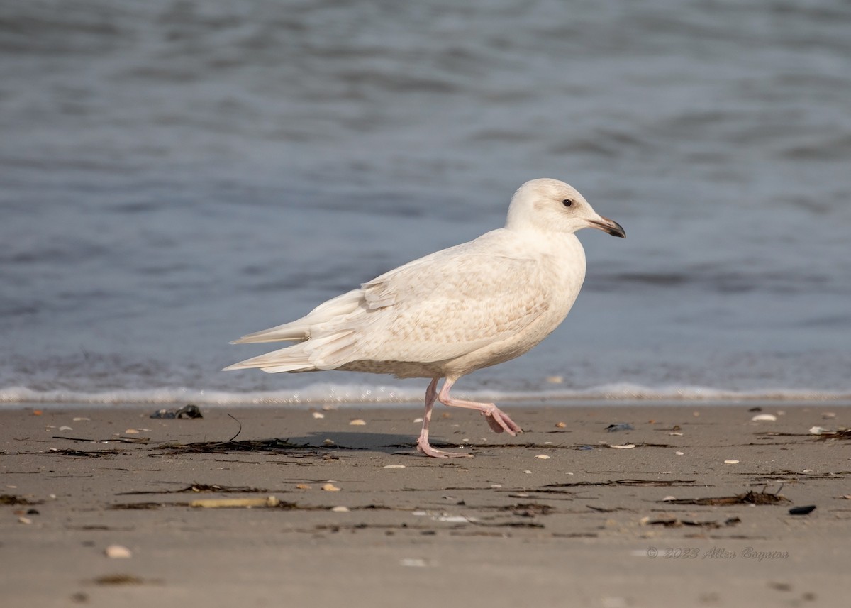 Iceland Gull - ML520481181