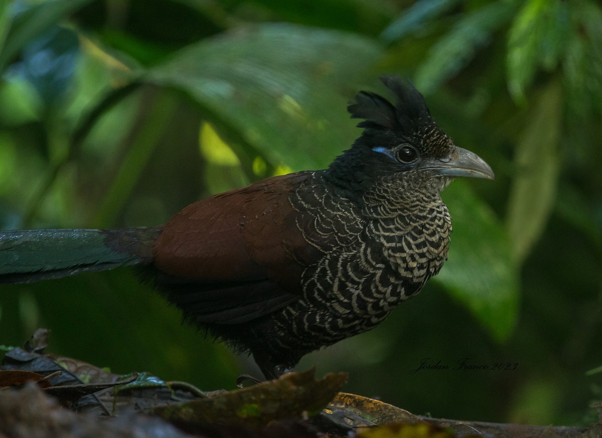 Banded Ground-Cuckoo - ML520482221