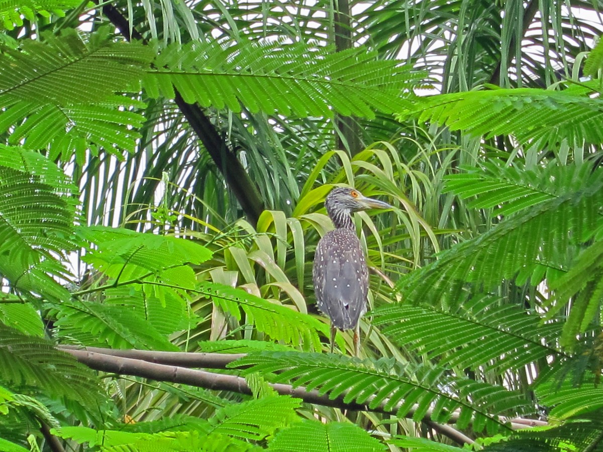 Yellow-crowned Night Heron - ML520482321