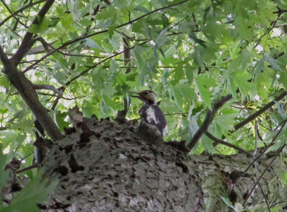 Syrian Woodpecker - ML520482461