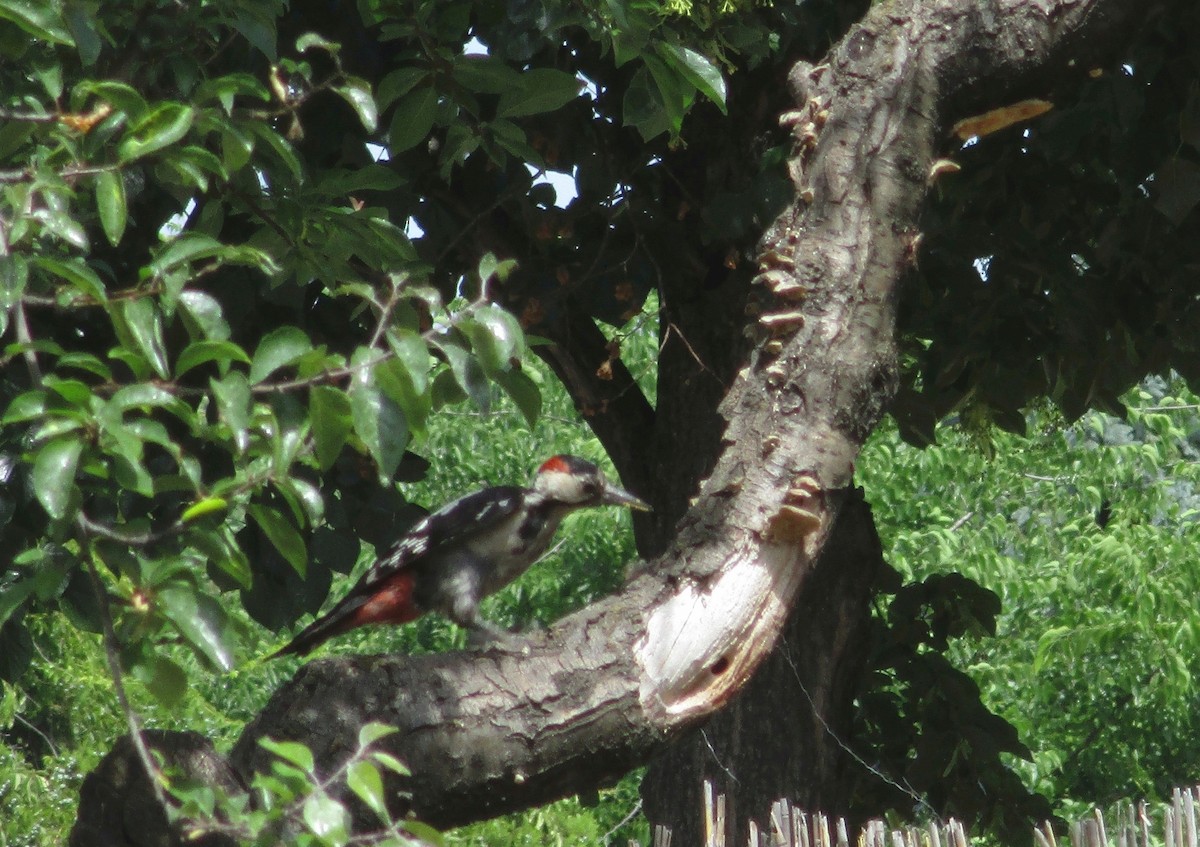 Syrian Woodpecker - Tamas Zeke