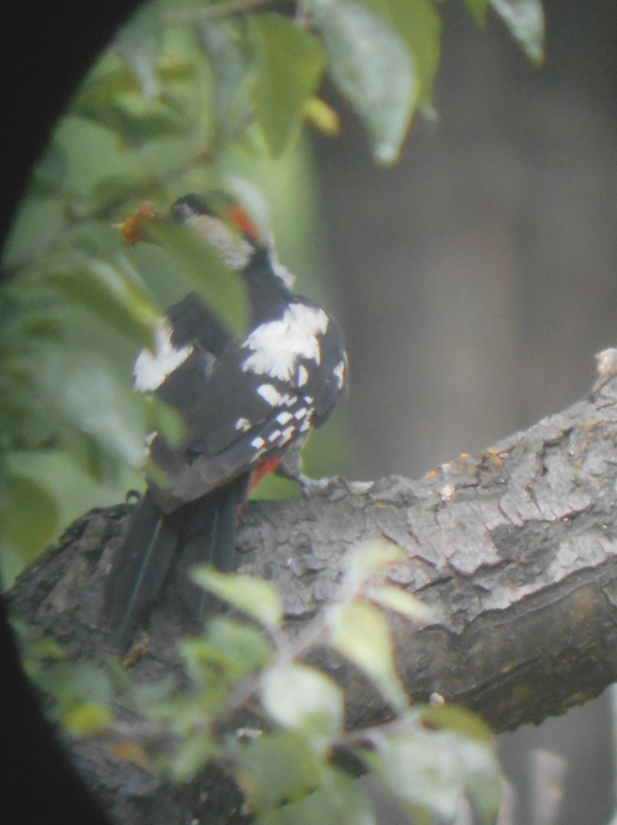 Syrian Woodpecker - Tamas Zeke