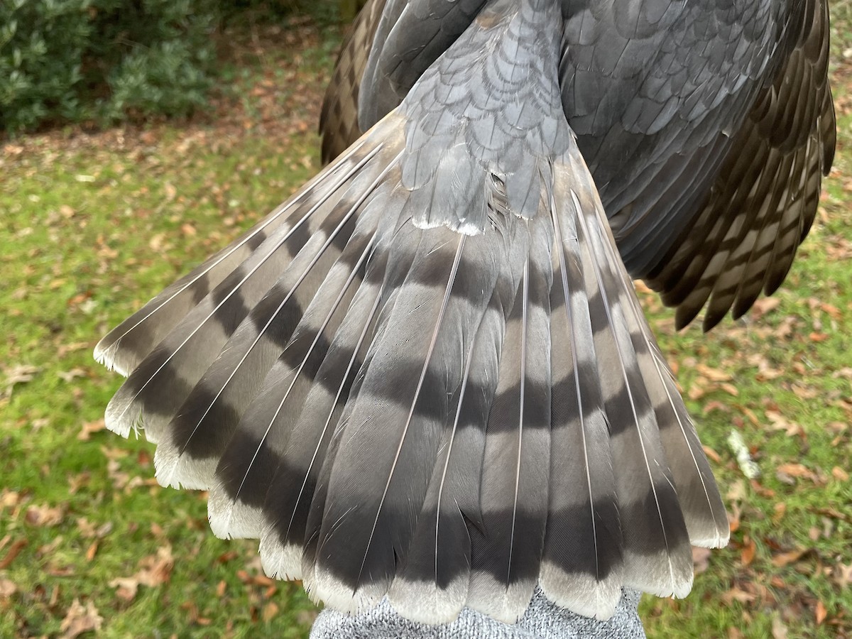 Cooper's Hawk - ML520484601