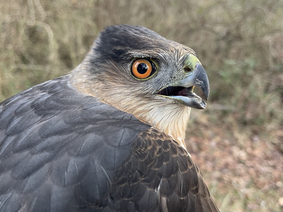 Cooper's Hawk - ML520484611