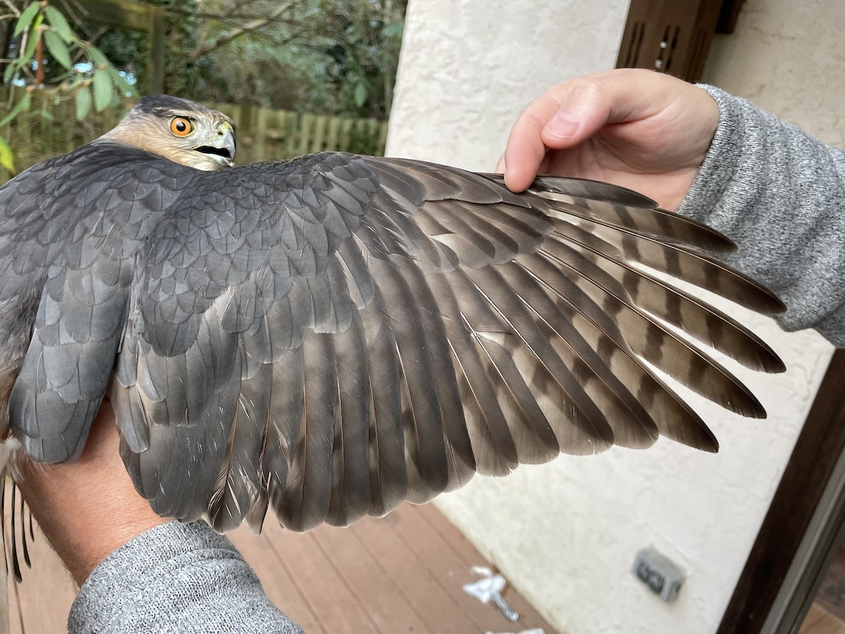 Cooper's Hawk - ML520484631