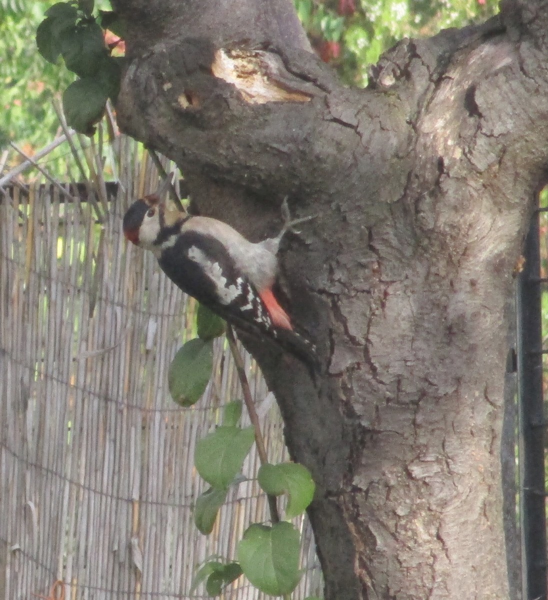 Syrian Woodpecker - Tamas Zeke