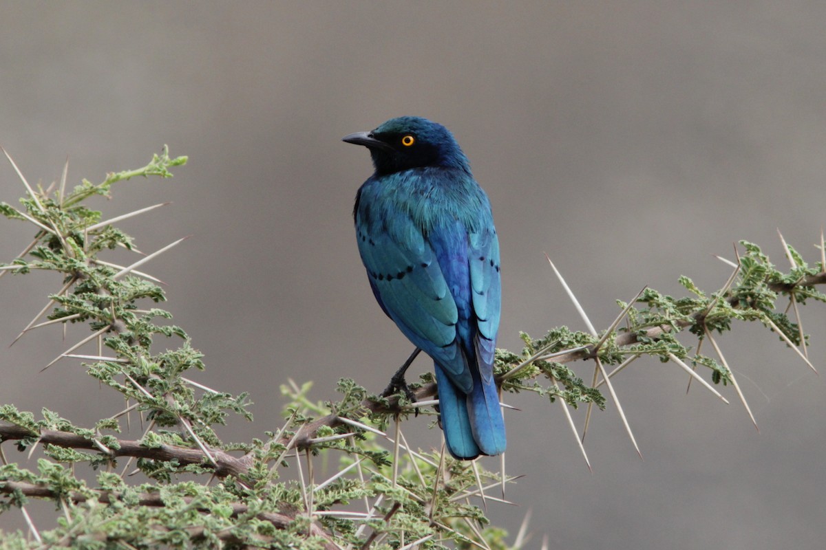 Greater Blue-eared Starling - ML520484961