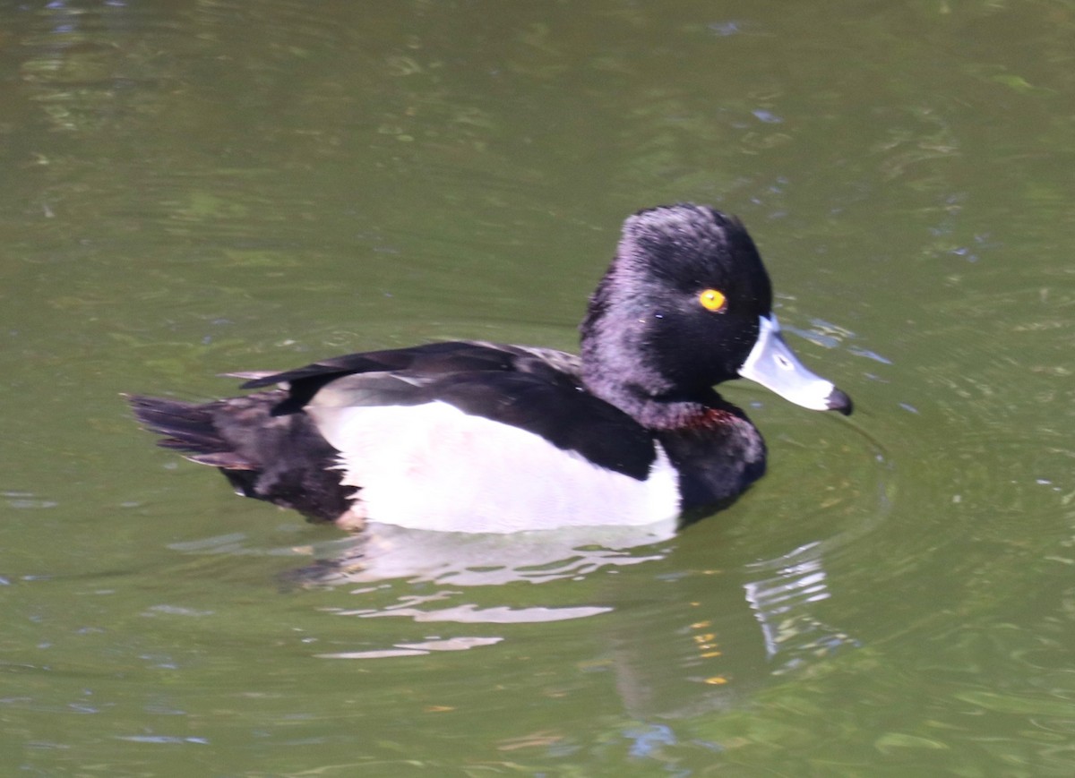 Ring-necked Duck - ML520485611