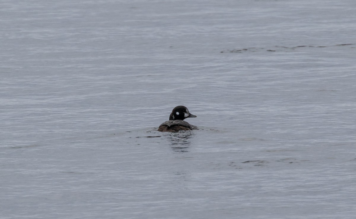 Harlequin Duck - ML520486001