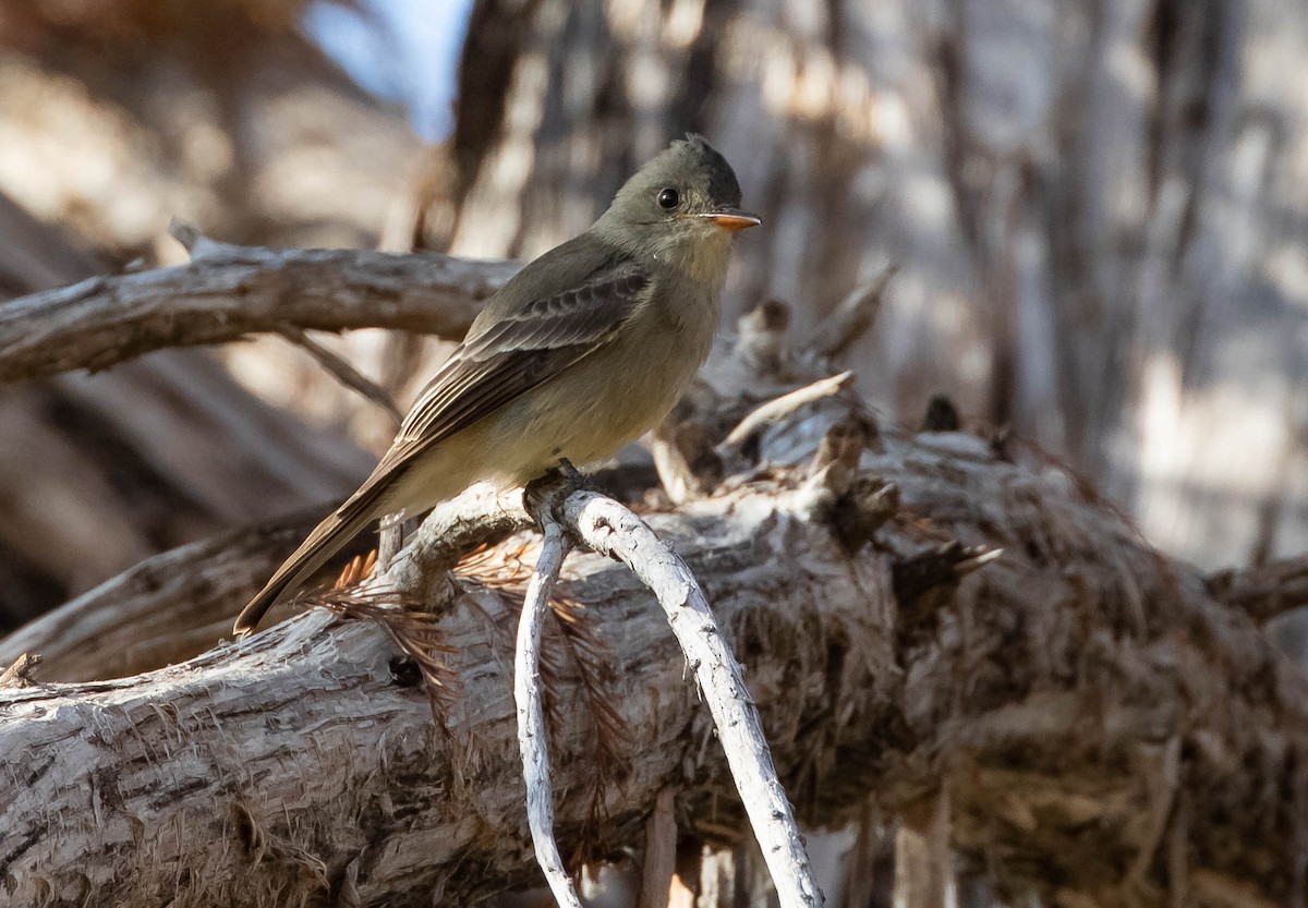 Greater Pewee - Anonymous