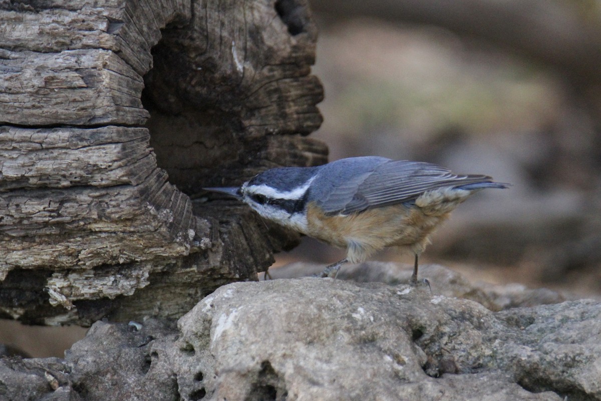 Red-breasted Nuthatch - ML520486151