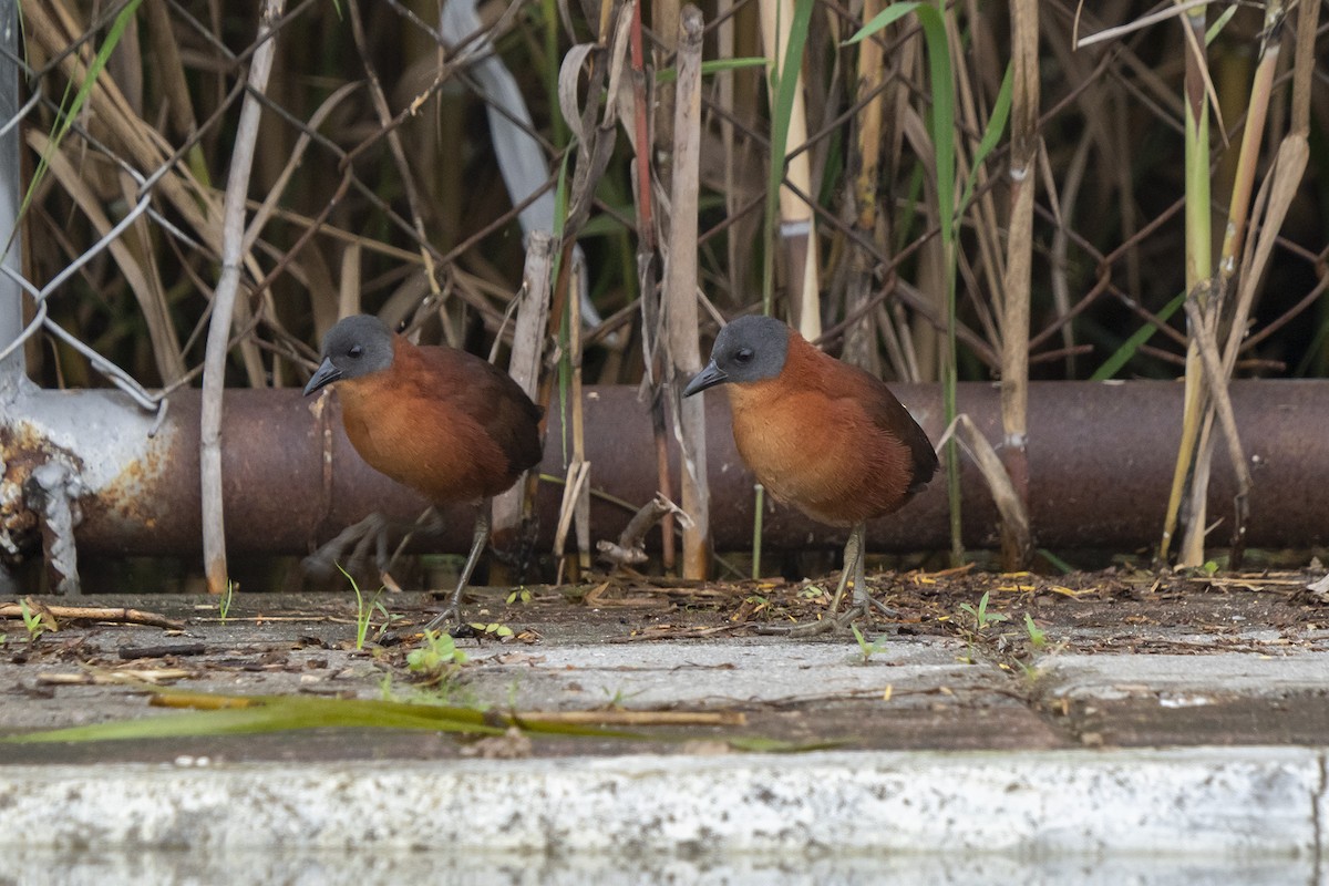 ズグロコビトクイナ - ML520487421