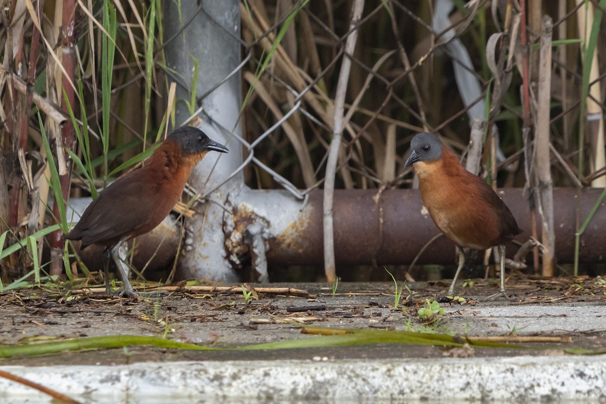 Ruddy Crake - ML520487431