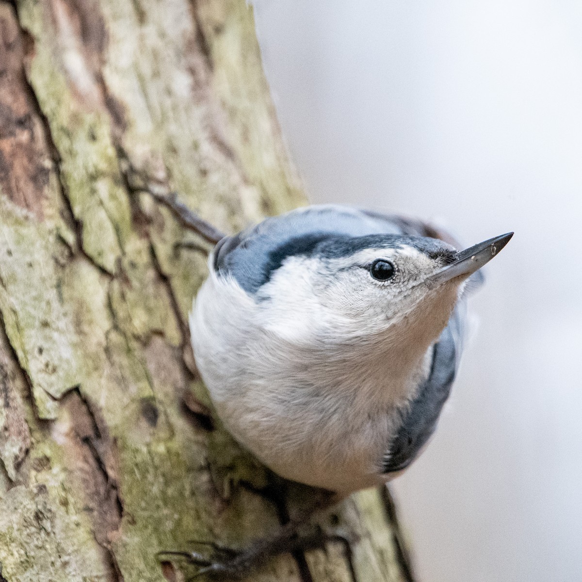 White-breasted Nuthatch - Caleb Crain