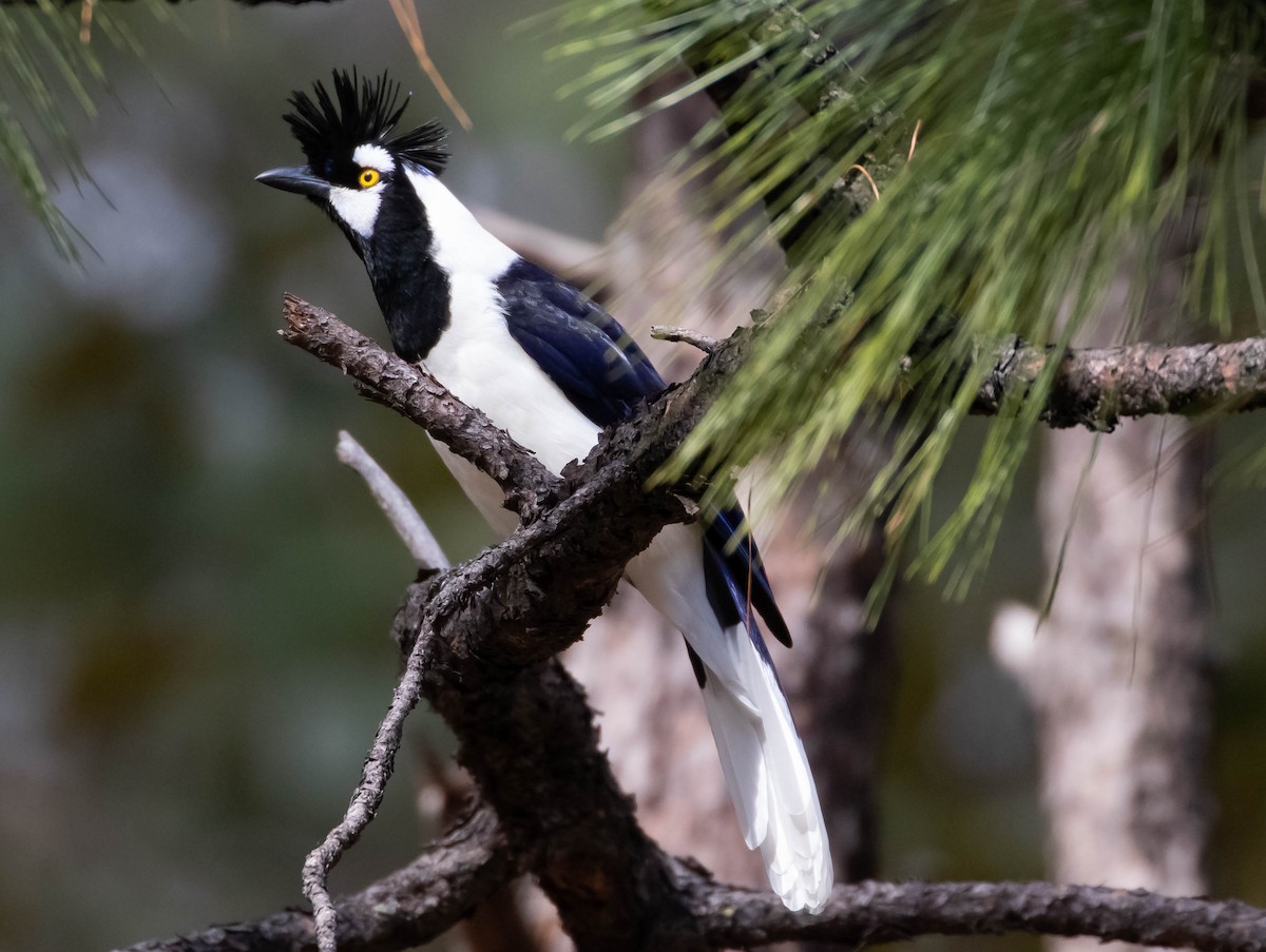 Tufted Jay - ML520487941
