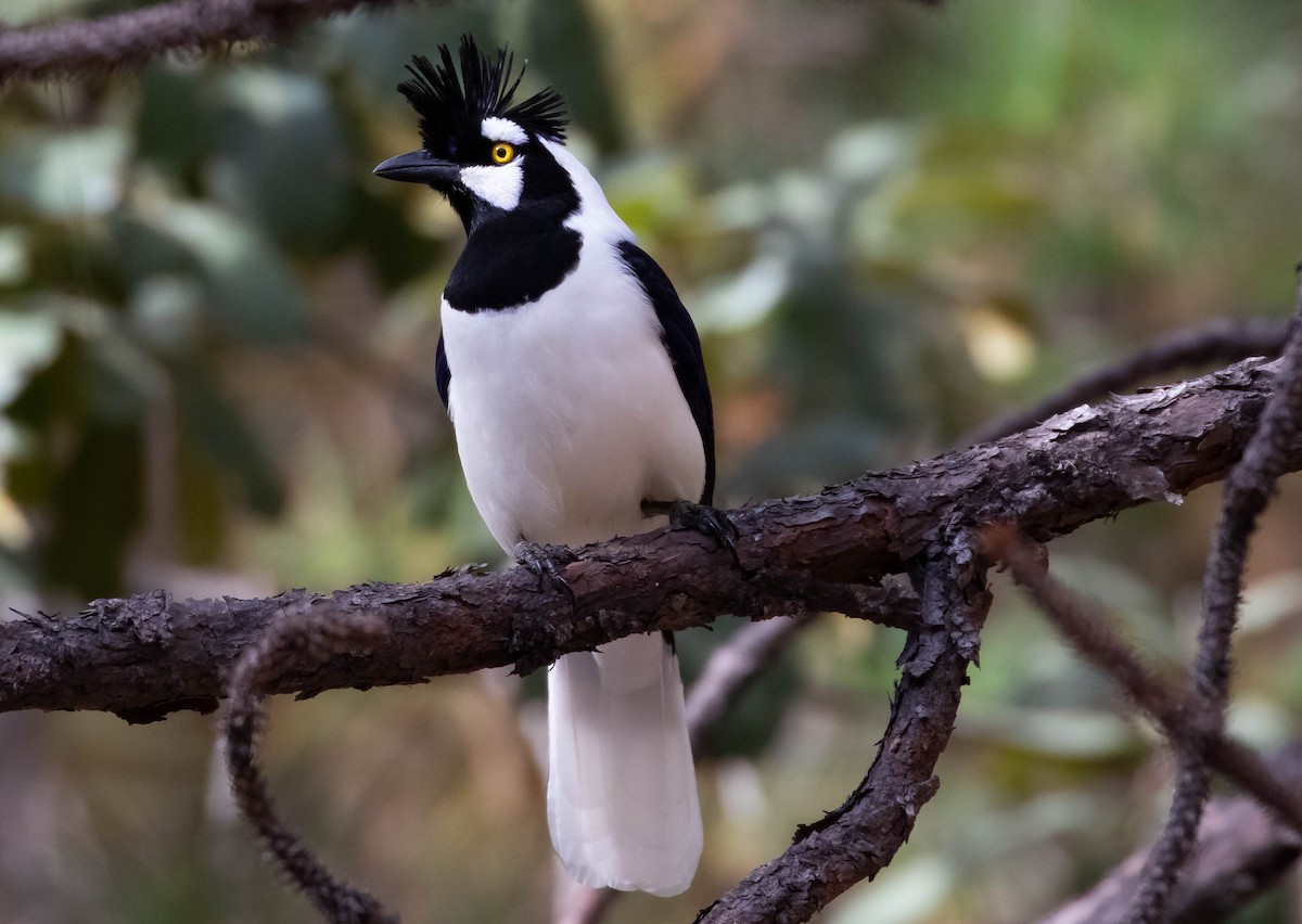 Tufted Jay - ML520487951