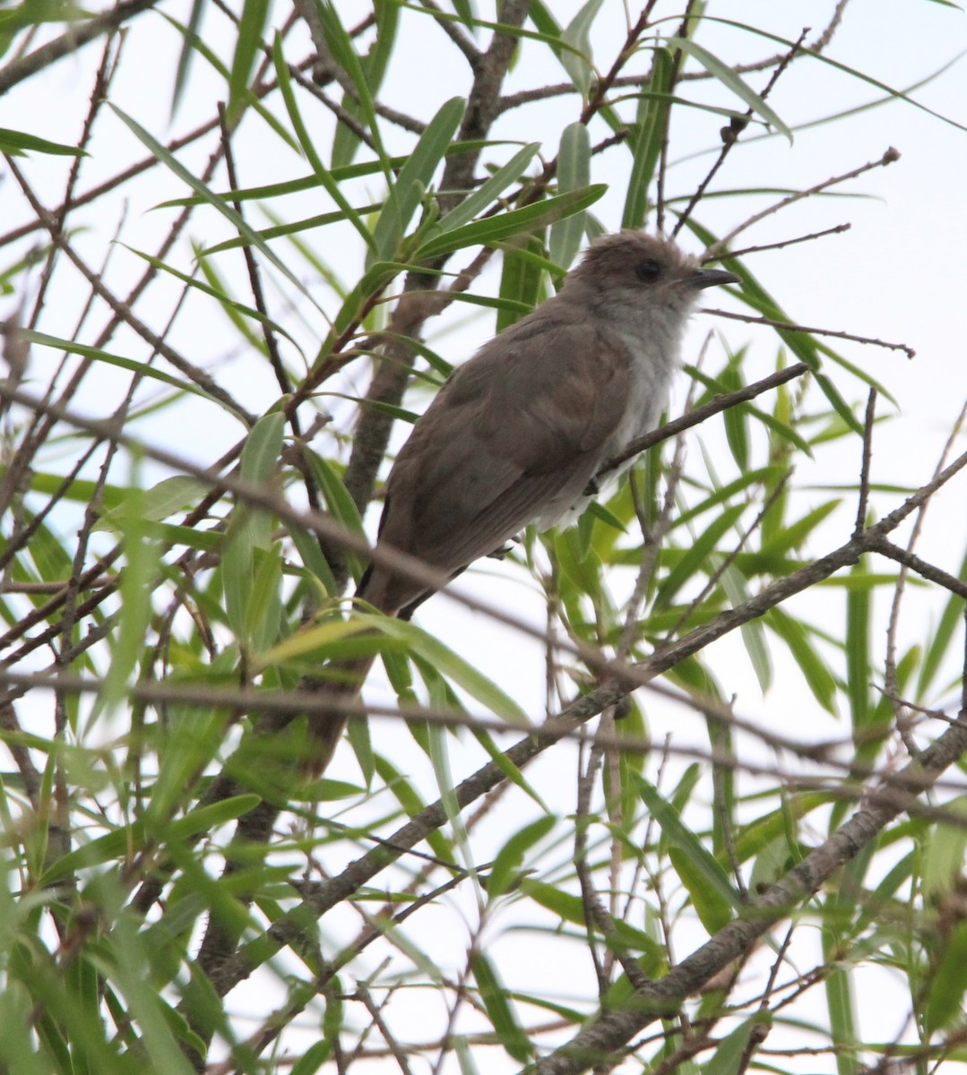 Ash-colored Cuckoo - ML520488491