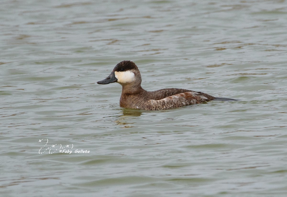 Ruddy Duck - ML520490211