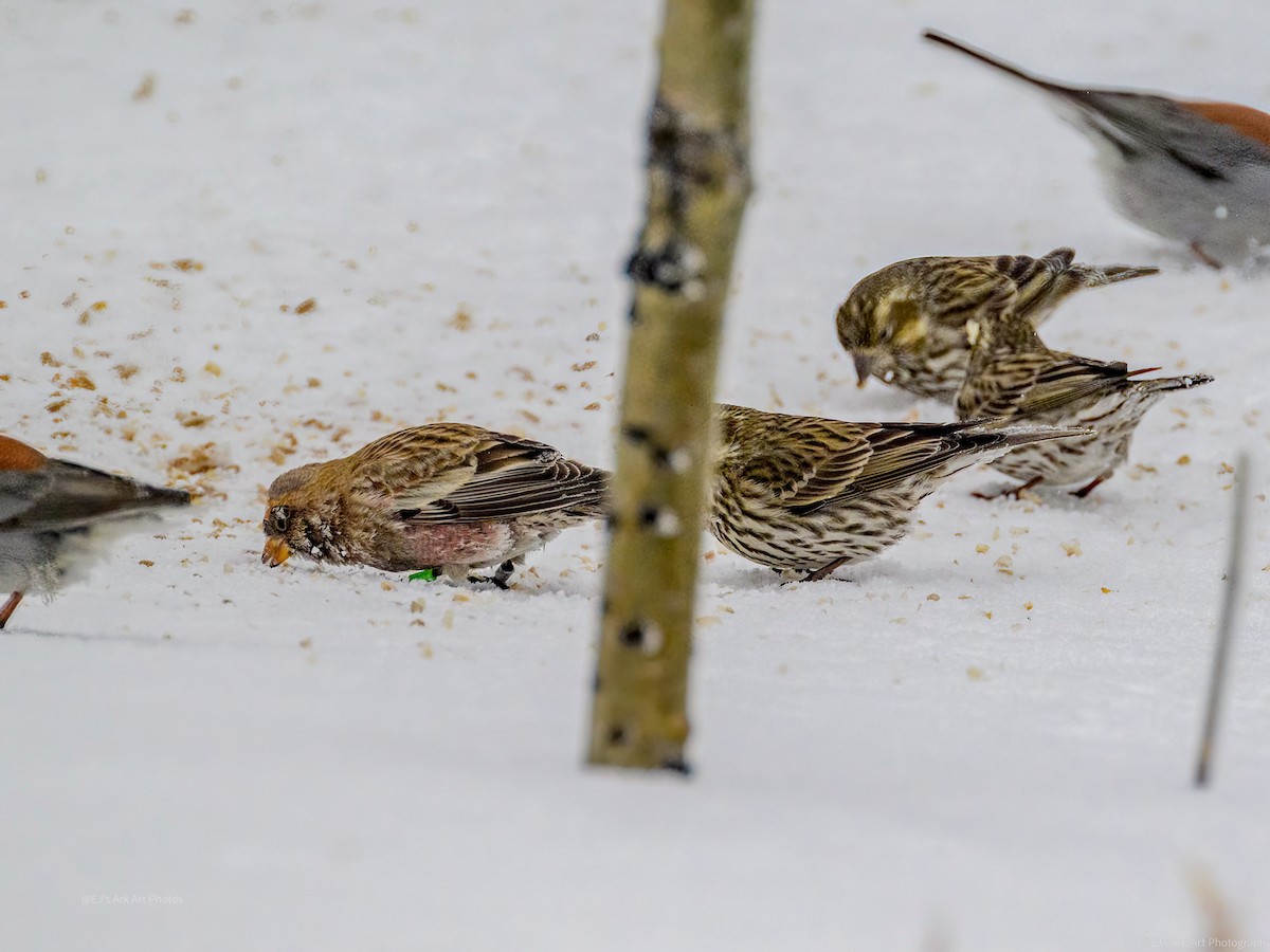 Brown-capped Rosy-Finch - ML520492721