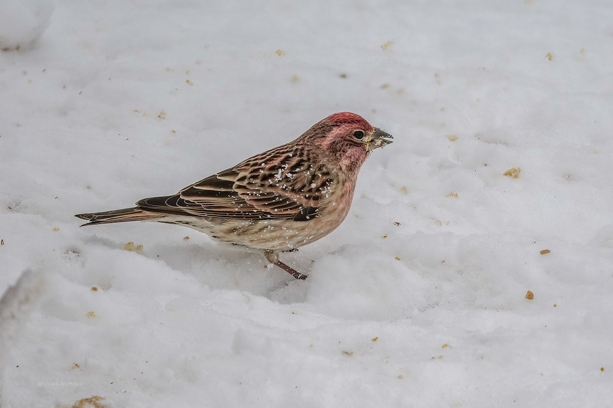 Cassin's Finch - ML520494301