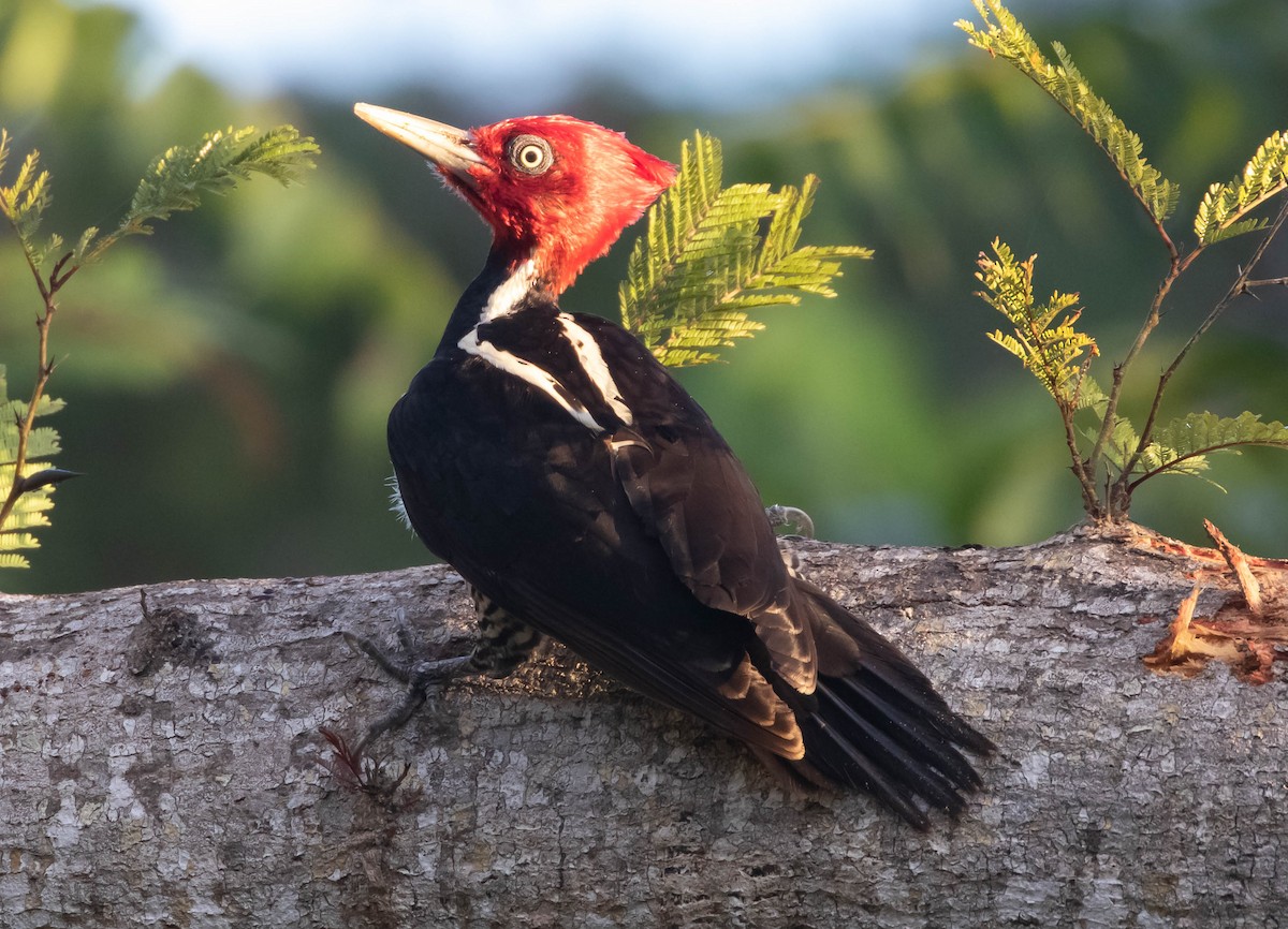 Pale-billed Woodpecker - ML520495721