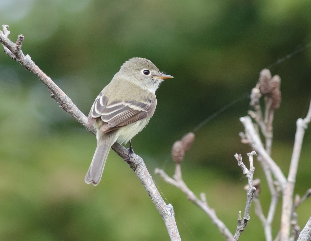 Least Flycatcher - ML52049651