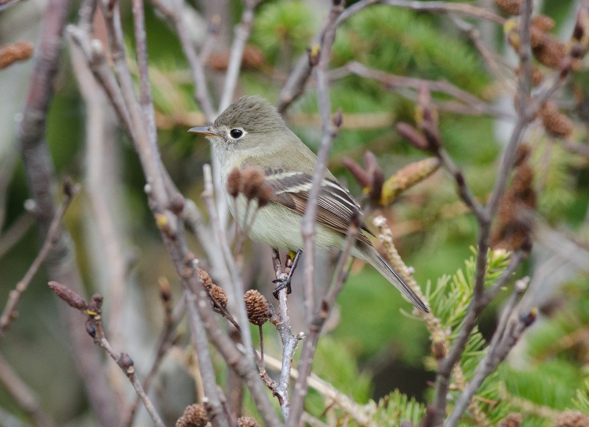 Least Flycatcher - ML52049671