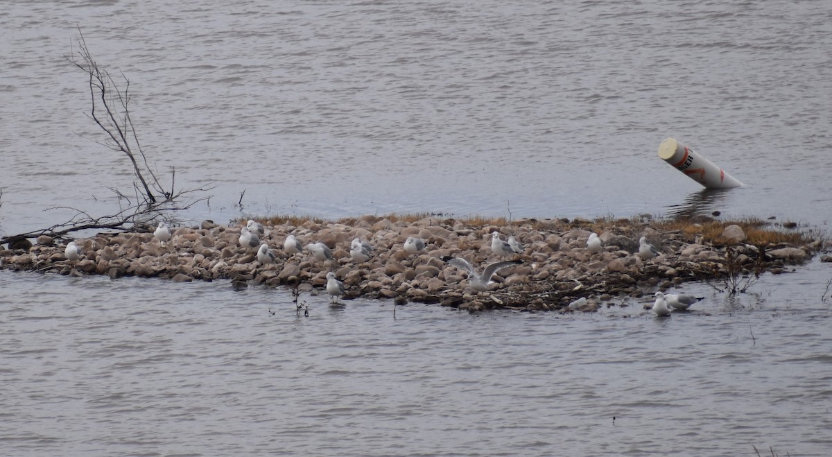 Ring-billed Gull - ML520497851