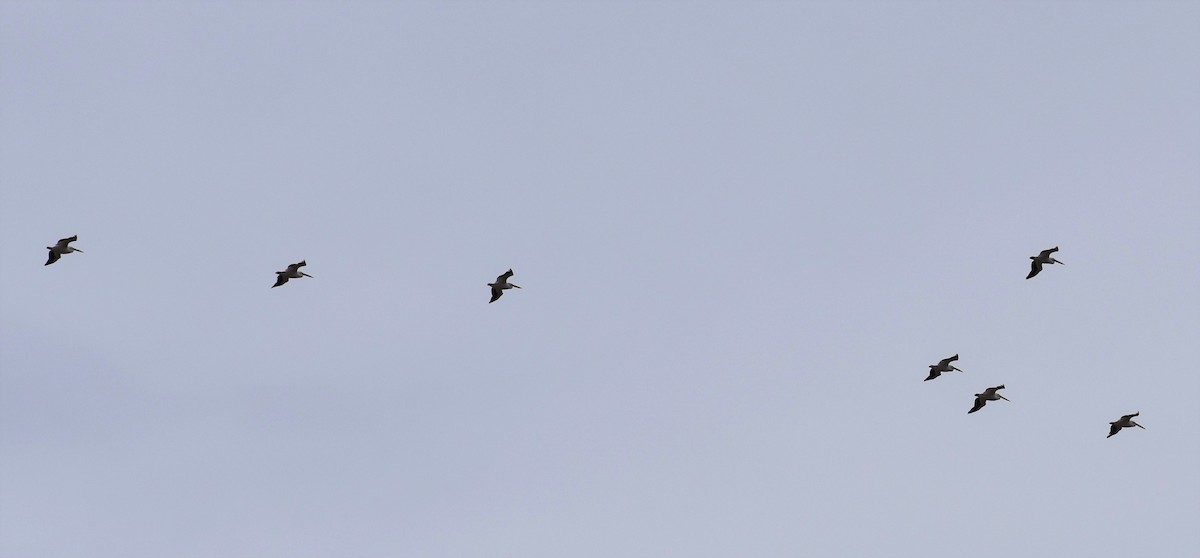 American White Pelican - ML520497981
