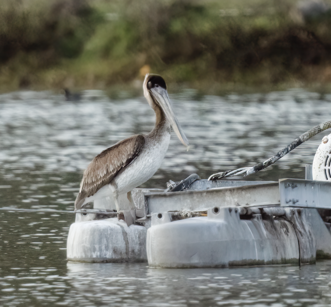 brunpelikan - ML520498201