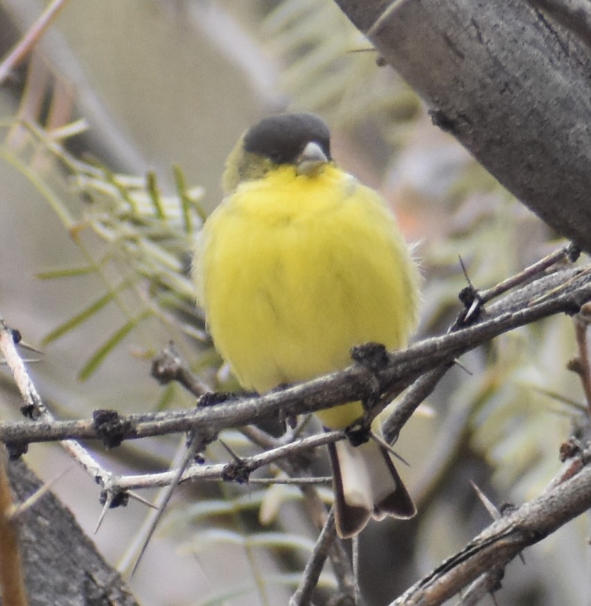 Lesser Goldfinch - ML520498251